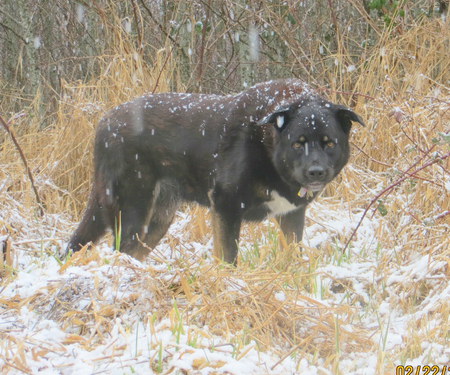 Entry image for GRIZ. Clicking this image will show a larger photo