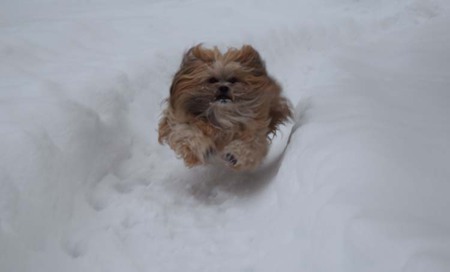 Entry image for Spike. Clicking this image will show a larger photo