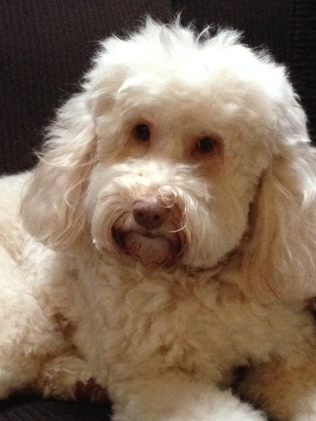 Entry image for SYDNEY. Clicking this image will show a larger photo