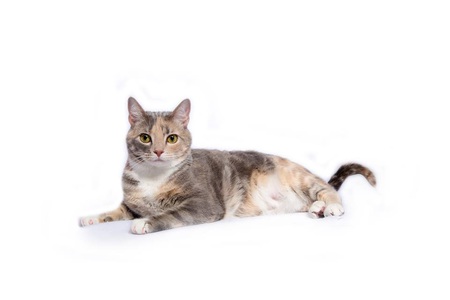 Entry image for Zoe. Clicking this image will show a larger photo