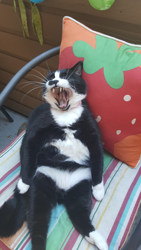 Entry image for Sasha. Clicking this image will show a larger photo