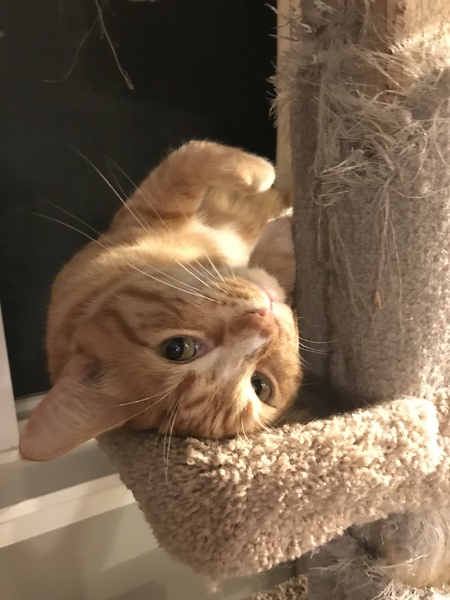 Entry image for Elway. Clicking this image will show a larger photo