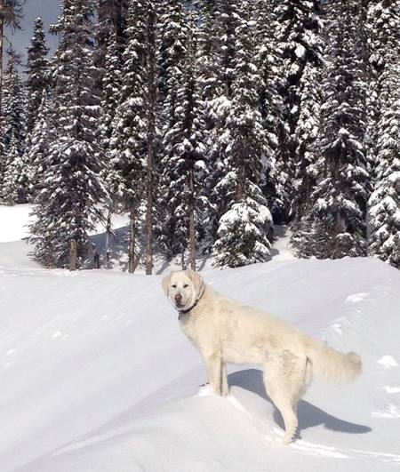 Entry image for Bella. Clicking this image will show a larger photo