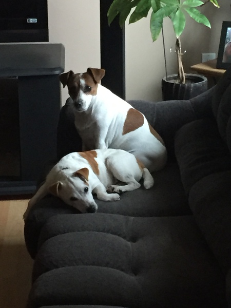 Entry image for Gizmo and Jasper. Clicking this image will show a larger photo