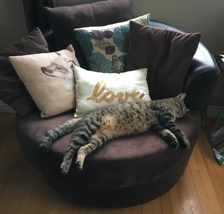 Entry image for Lilo. Clicking this image will show a larger photo