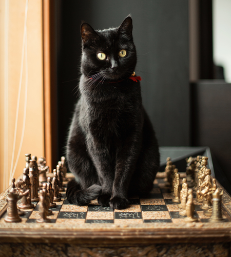 Entry image for Lucy. Clicking this image will show a larger photo