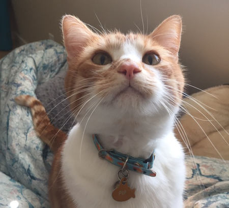 Entry image for Pip. Clicking this image will show a larger photo