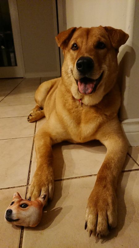 Entry image for Wally. Clicking this image will show a larger photo