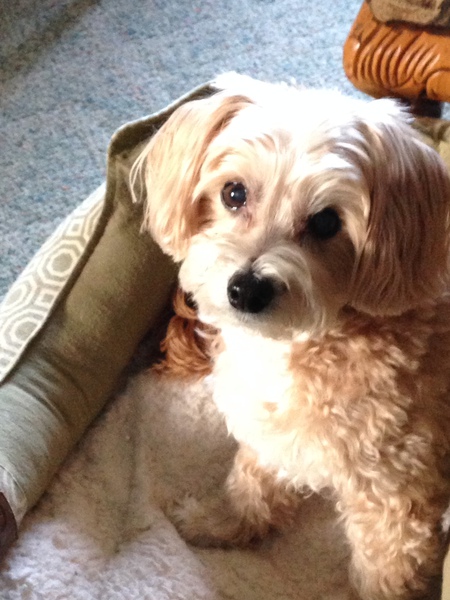 Entry image for Taffy . Clicking this image will show a larger photo