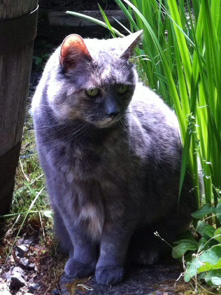 Entry image for Tigger. Clicking this image will show a larger photo