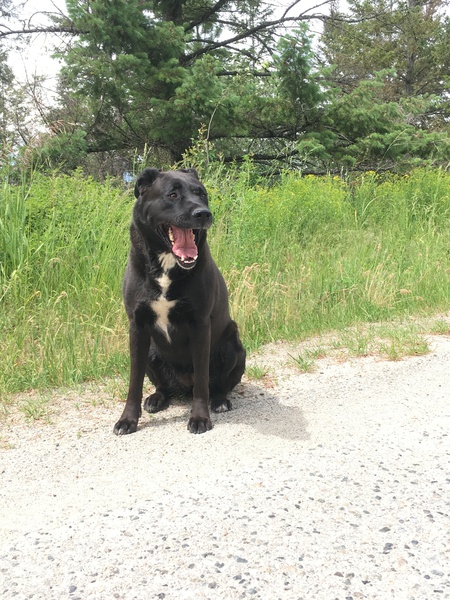 Entry image for Marlow. Clicking this image will show a larger photo