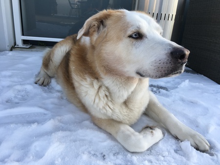 Entry image for Sampson. Clicking this image will show a larger photo