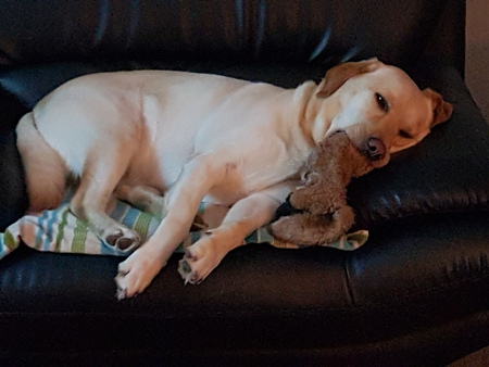 Entry image for Goldie. Clicking this image will show a larger photo