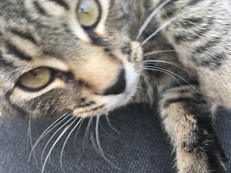 Entry image for Killer. Clicking this image will show a larger photo