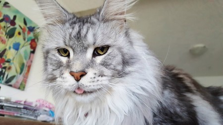 Entry image for Ruby. Clicking this image will show a larger photo