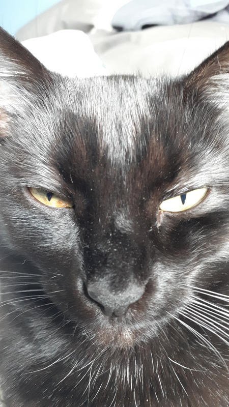 Entry image for Bayja. Clicking this image will show a larger photo