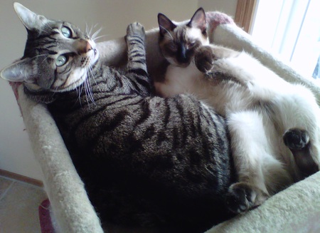 Entry image for Gato and Gypsy. Clicking this image will show a larger photo