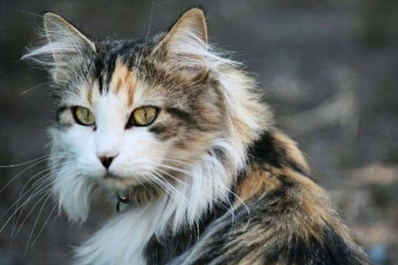 Entry image for Maisie. Clicking this image will show a larger photo