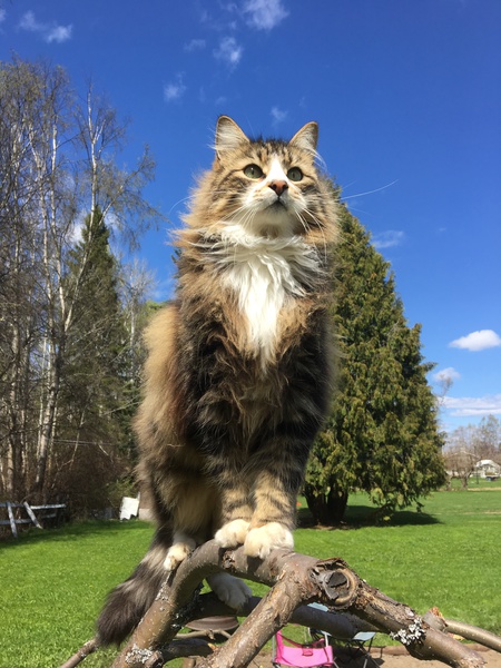 Entry image for Tuesday. Clicking this image will show a larger photo