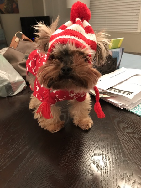 Entry image for Harley. Clicking this image will show a larger photo