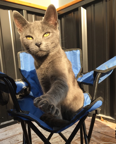 Entry image for Gracie. Clicking this image will show a larger photo