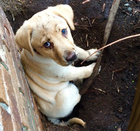 Entry image for Piper. Clicking this image will show a larger photo