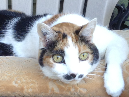 Entry image for Xena, Princess Warrior. Clicking this image will show a larger photo