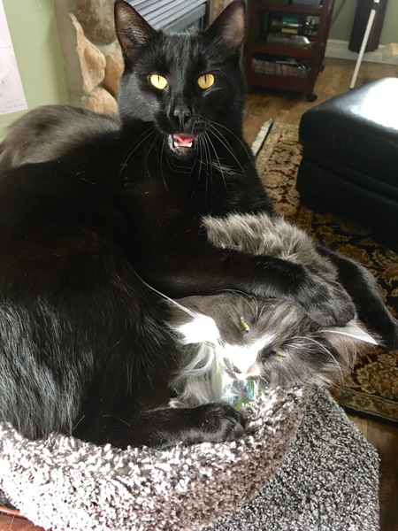 Entry image for Jake and Juno. Clicking this image will show a larger photo