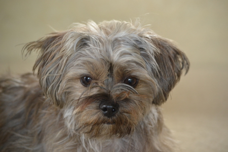 Entry image for Cooper . Clicking this image will show a larger photo