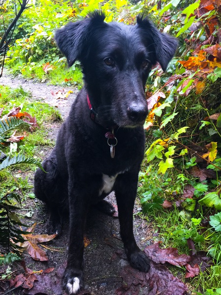 Entry image for BOOTSEY B. Clicking this image will show a larger photo