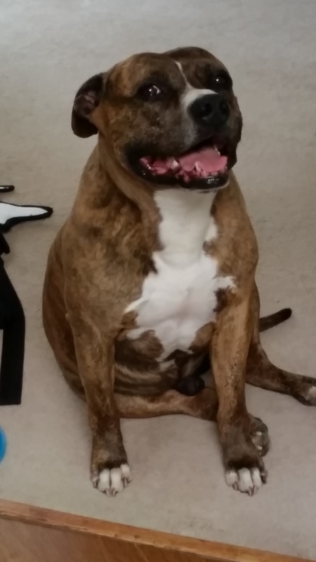 Entry image for Tito. Clicking this image will show a larger photo