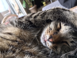 Entry image for Lily. Clicking this image will show a larger photo