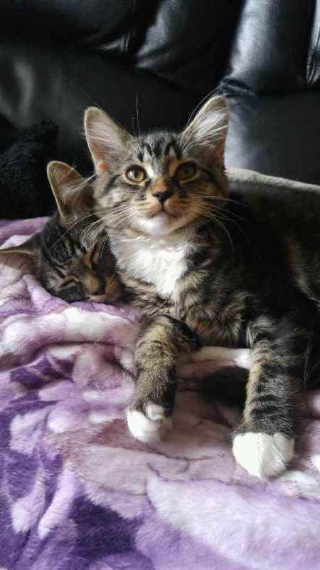 Entry image for Leo & Bella. Clicking this image will show a larger photo