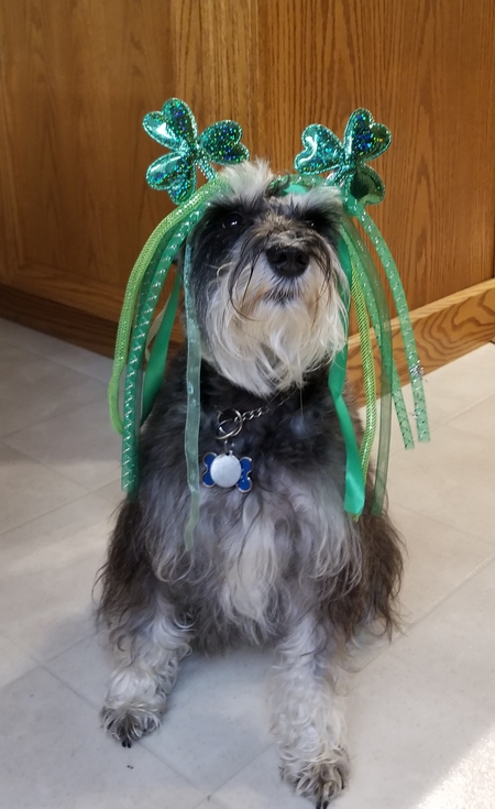 Entry image for Ms Molly     (Kernohan). Clicking this image will show a larger photo