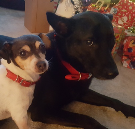 Entry image for Pollyanna (chichuaha/jack Russell & Tyson(Taiwanese mtn. Dog). Clicking this image will show a larger photo