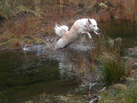 Entry image for Cassie. Clicking this image will show a larger photo