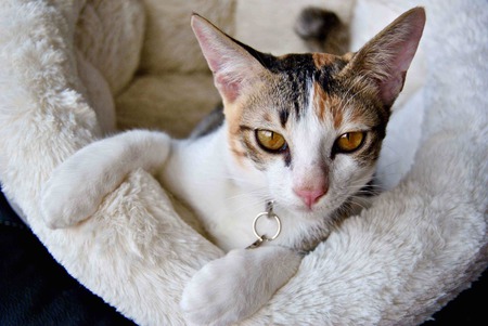 Entry image for Leia. Clicking this image will show a larger photo