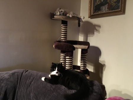 Entry image for Holey Moley, and Chase. Clicking this image will show a larger photo