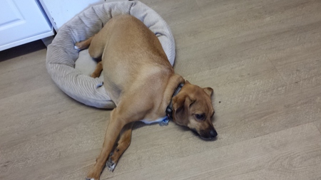 Entry image for Alfie. Clicking this image will show a larger photo