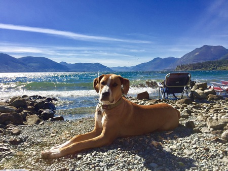 Entry image for Zoey. Clicking this image will show a larger photo