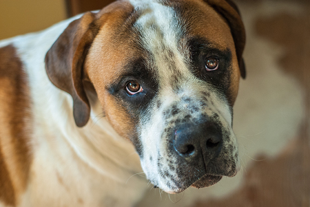 Entry image for Dozer. Clicking this image will show a larger photo