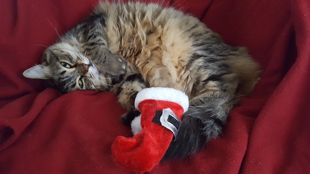 Entry image for Lucky. Clicking this image will show a larger photo