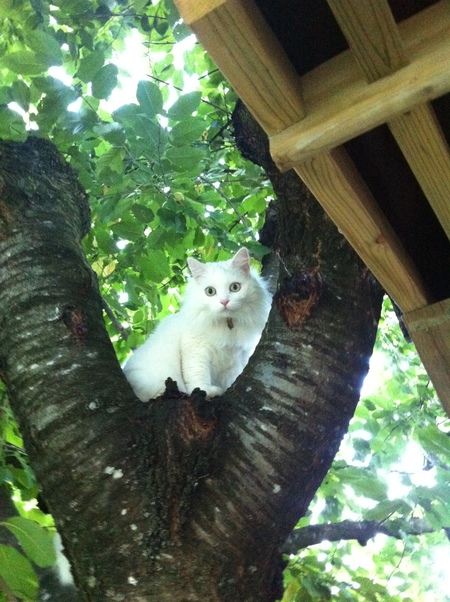 Entry image for Betty White. Clicking this image will show a larger photo