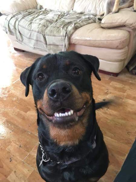 Entry image for Onyxia. Clicking this image will show a larger photo