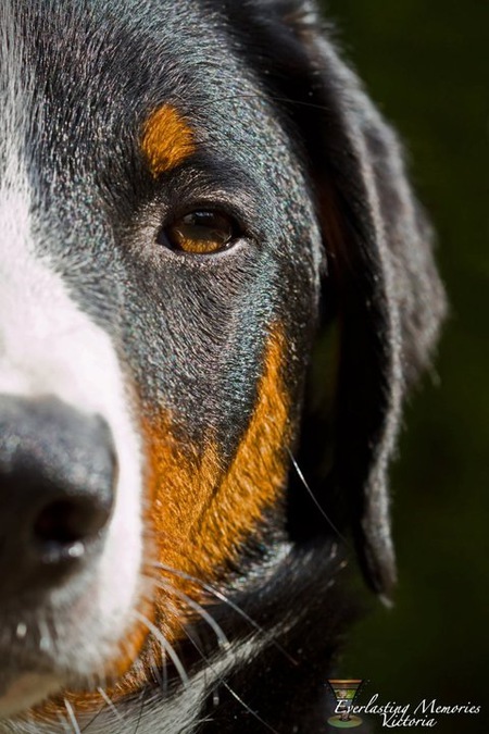 Entry image for Arco the happy Appenzeller . Clicking this image will show a larger photo