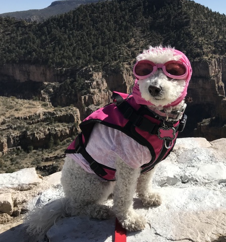 Entry image for Abby. Clicking this image will show a larger photo