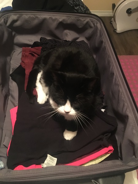 Entry image for Sylvester . Clicking this image will show a larger photo