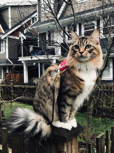 Entry image for Bella. Clicking this image will show a larger photo