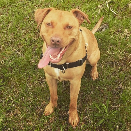 Entry image for Cali . Clicking this image will show a larger photo