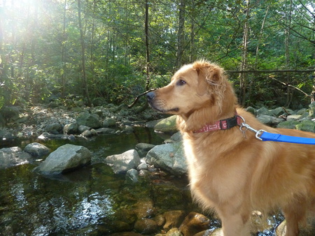 Entry image for Bella. Clicking this image will show a larger photo